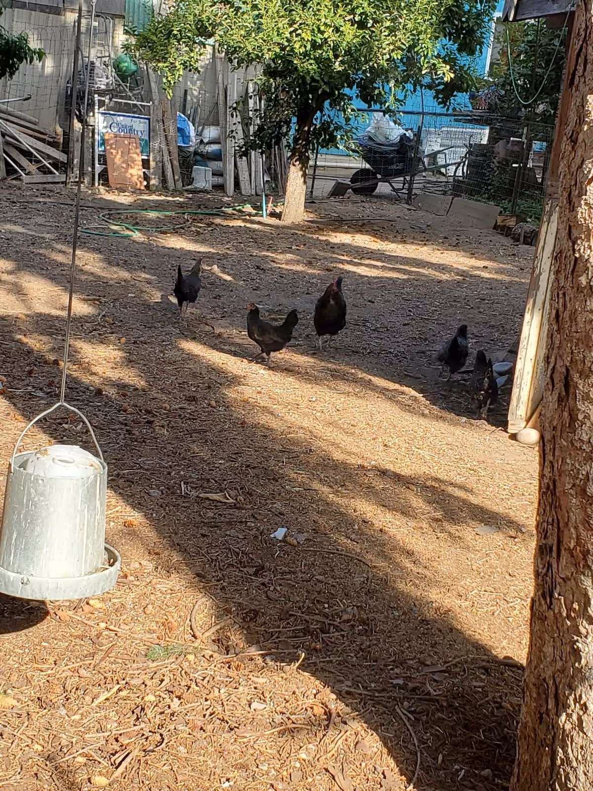 Sunlit backyard area with several chickens foraging near a tree and a hanging feeder.