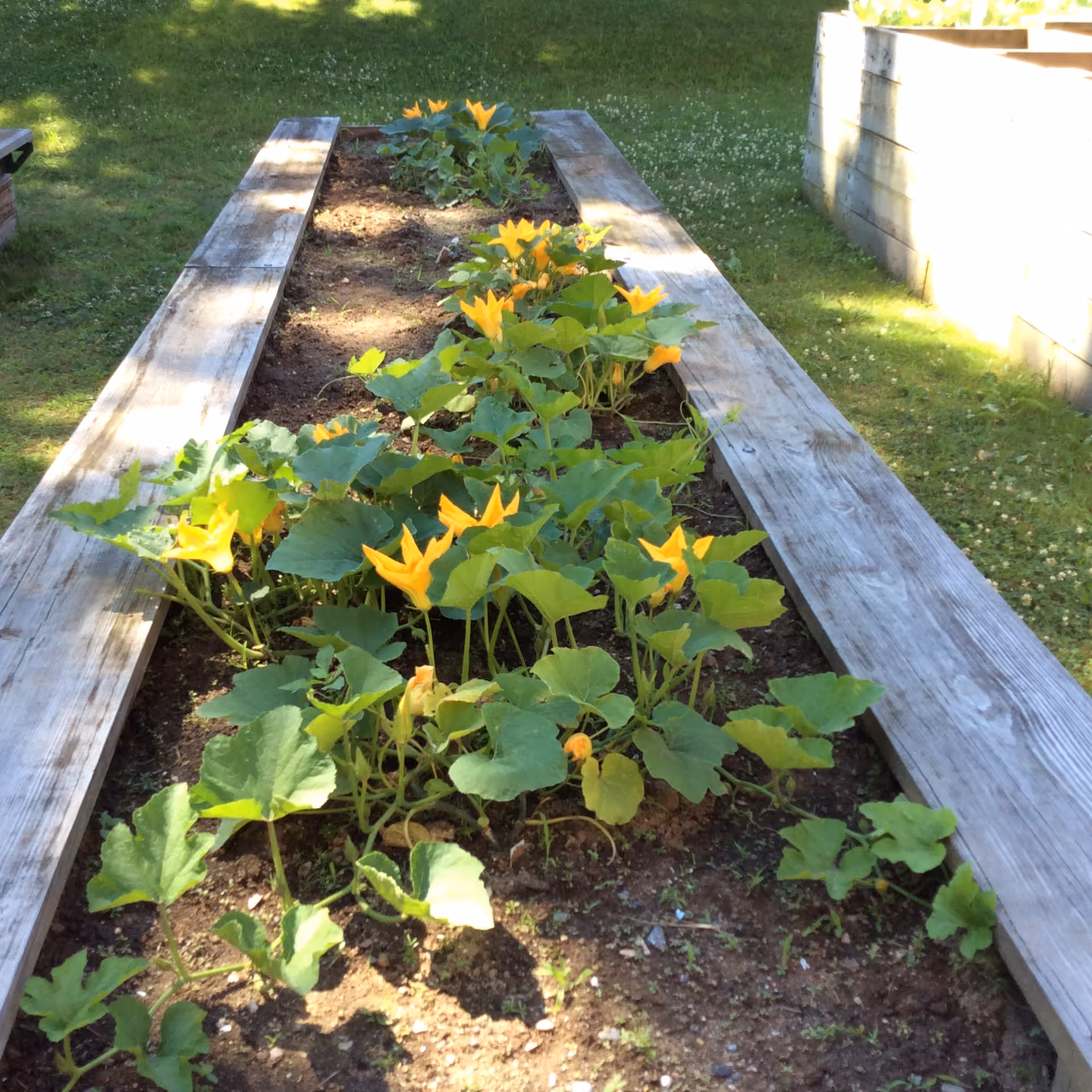 Raised wooden garden bed with green plants and yellow blossoms flanked by wooden benches on a grassy lawn.