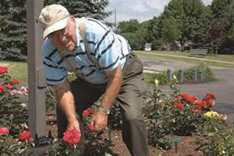 An elderly man tending rose bushes in a landscaped outdoor area near a driveway.