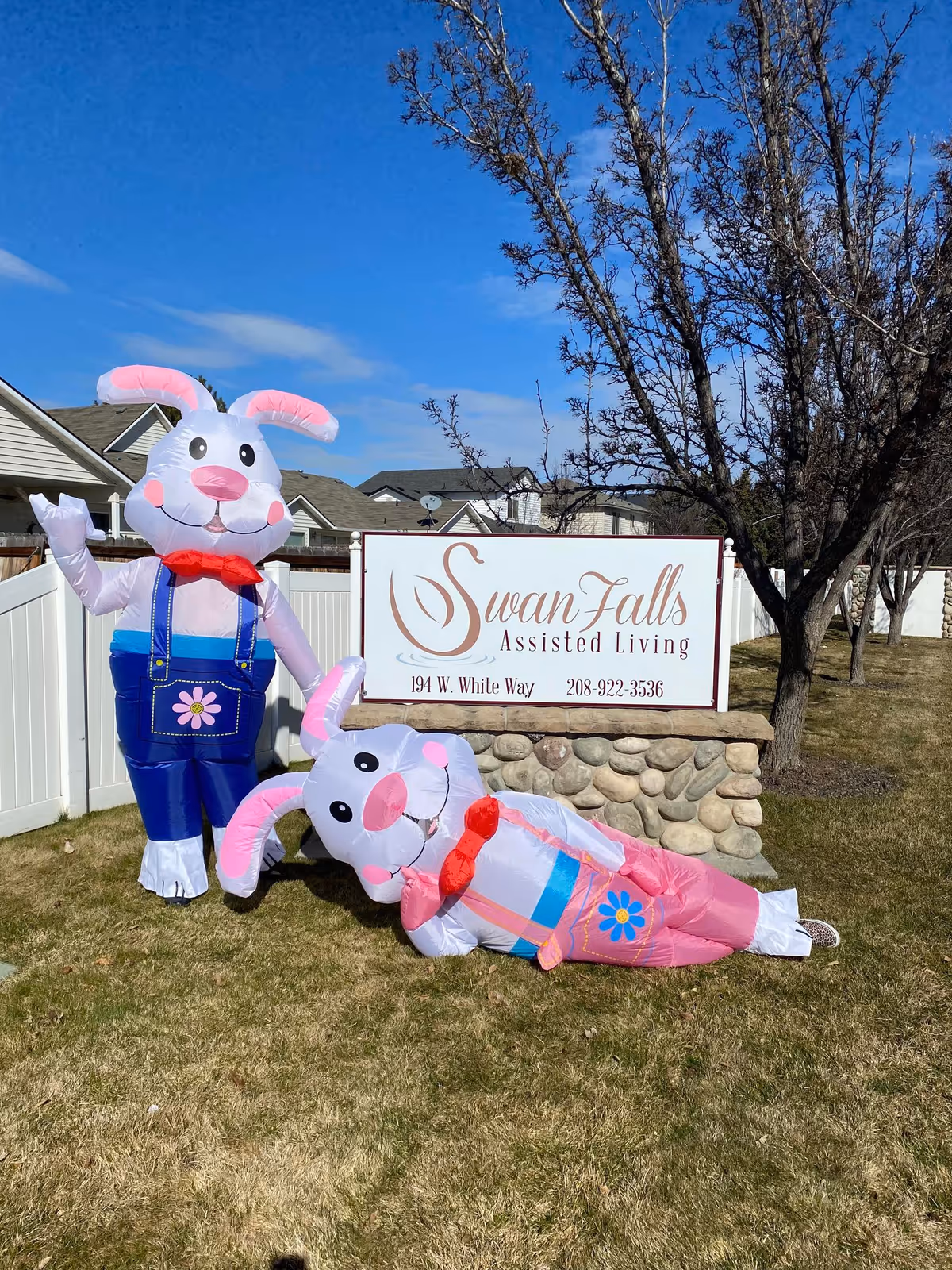 Two large inflatable bunny decorations, one standing and one lying down, are placed on the grass in front of a stone sign that reads 'Swan Falls Assisted Living, 194 W. White Way, 208-922-3536'. There are houses and leafless trees in the background under a clear blue sky.