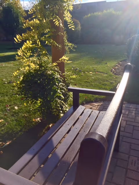 A wooden bench on a paved area next to a green lawn with a small tree and bushes, illuminated by sunlight.