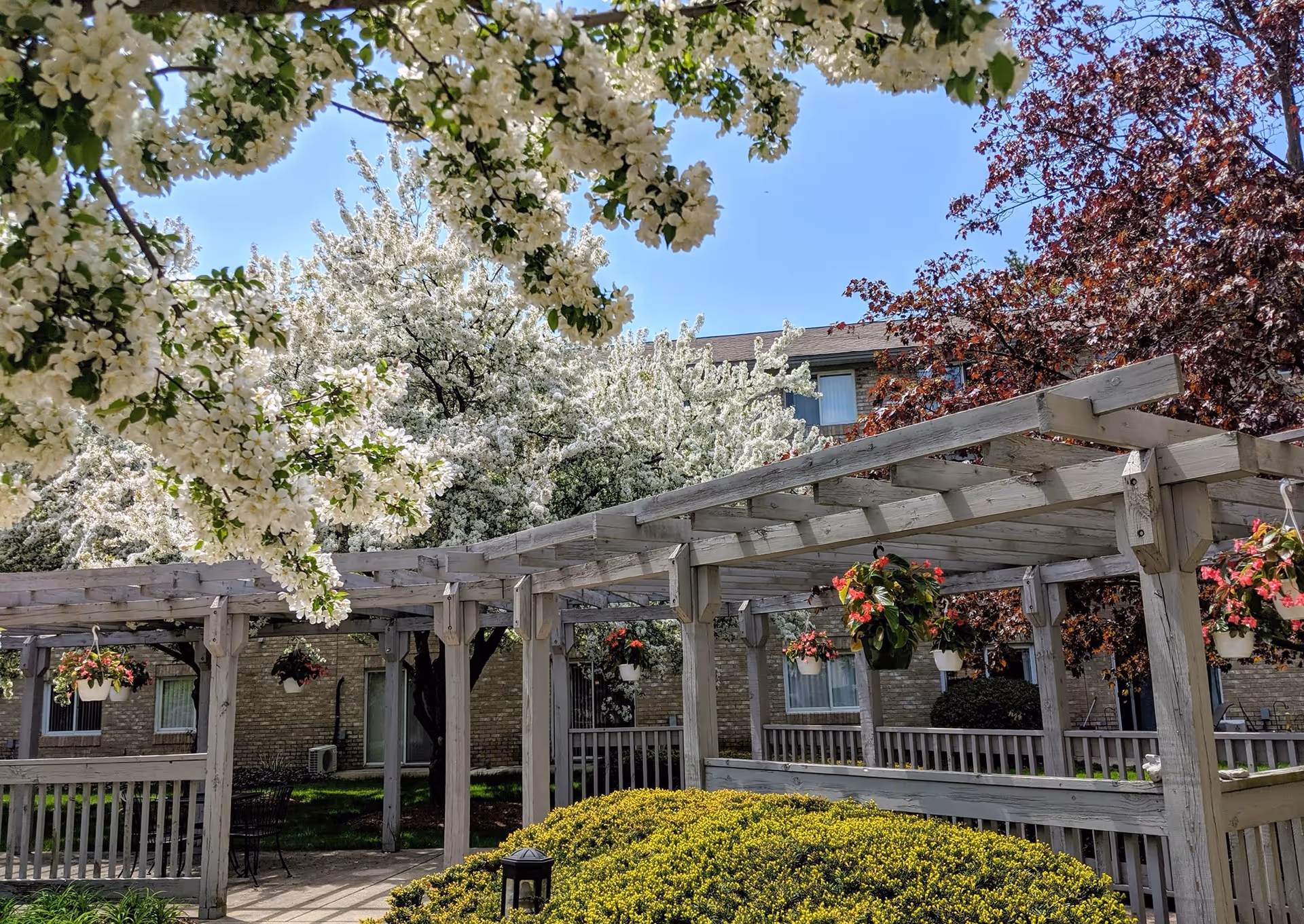 Outdoor garden area at Sentinel Pointe Retirement Community featuring a wooden pergola with hanging flower pots, blooming white and red trees, green bushes, and a clear blue sky.