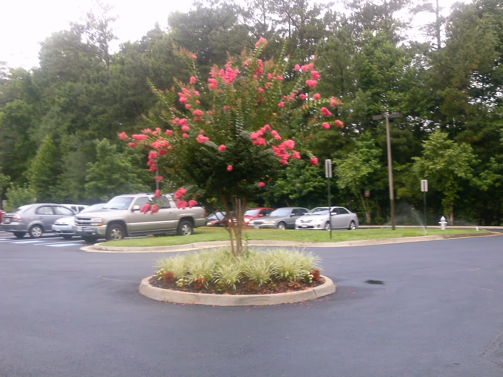 A parking lot with several parked cars surrounding a circular landscaped island featuring a small tree with bright pink flowers and green plants. In the background, there are tall green trees and a street lamp.