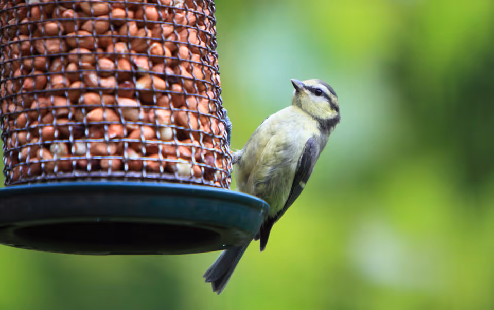 A small bird perched on a peanut bird feeder with a blurred green background.