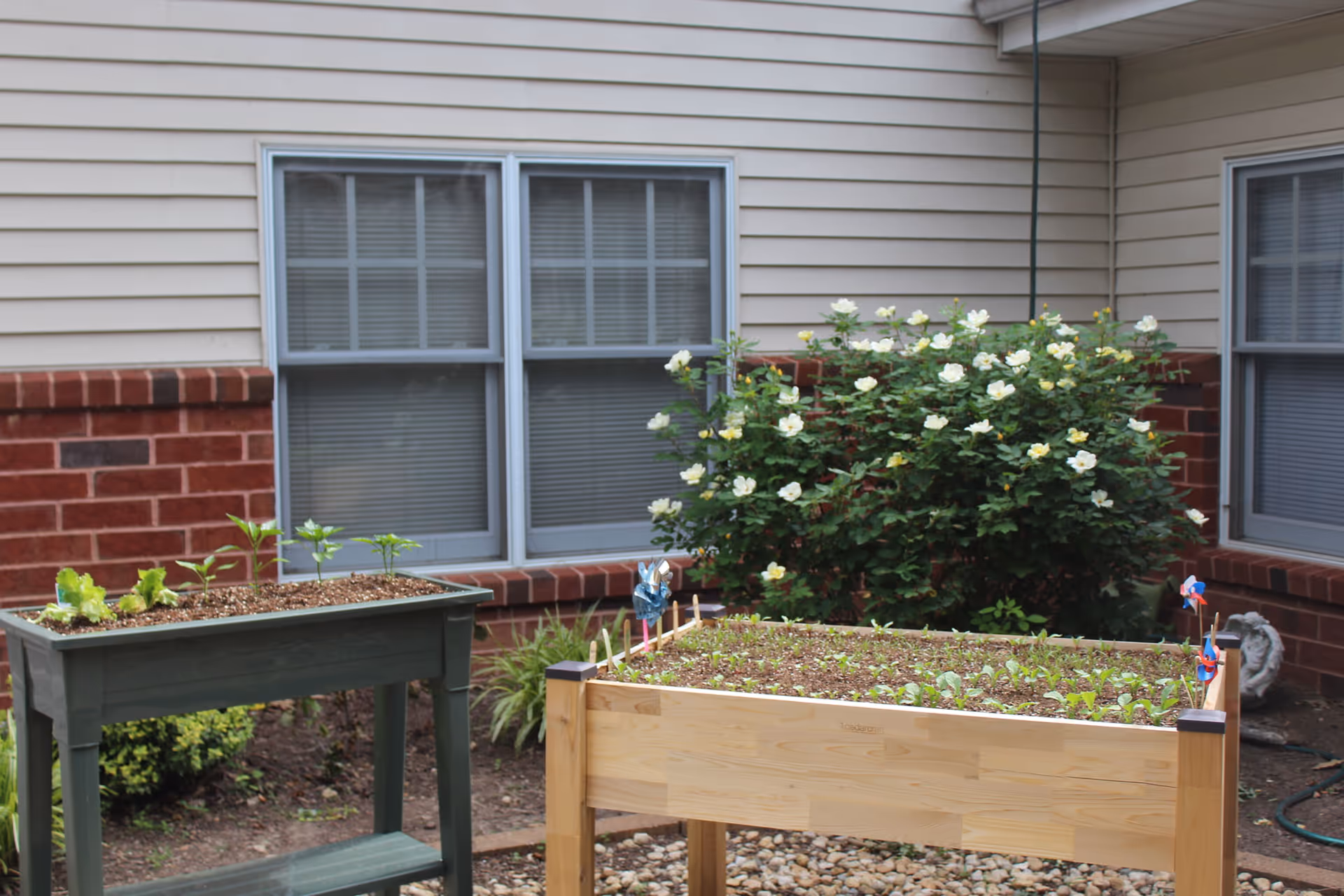 Two raised garden beds with small plants growing in them are placed outside near a building with beige siding and red brick trim. There is a flowering bush with white flowers behind the garden beds, and two windows with closed blinds are visible on the building wall.