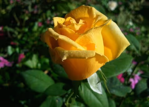 Close-up of a yellow rose with green leaves and a blurred garden background.