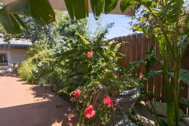Outdoor garden area with lush green plants and vibrant pink flowers in a decorative planter. A wooden fence and part of a building are visible in the background under a clear blue sky.
