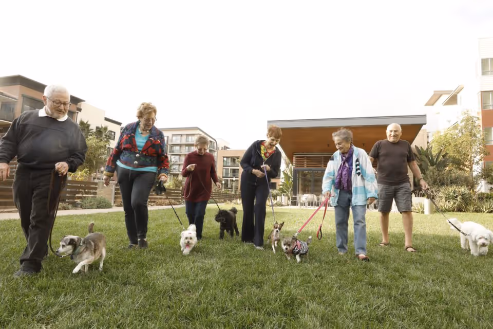 Six elderly people walking dogs on leashes across a grassy area in an outdoor courtyard with modern apartment buildings in the background.