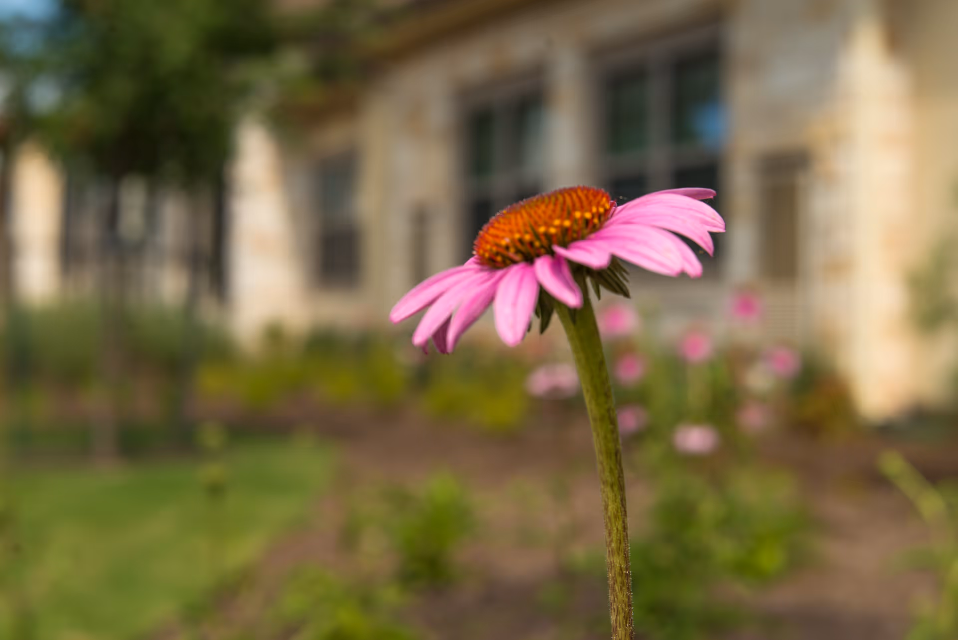 Close-up of a pink coneflower with an orange center in a garden area, with a blurred building and greenery in the background.