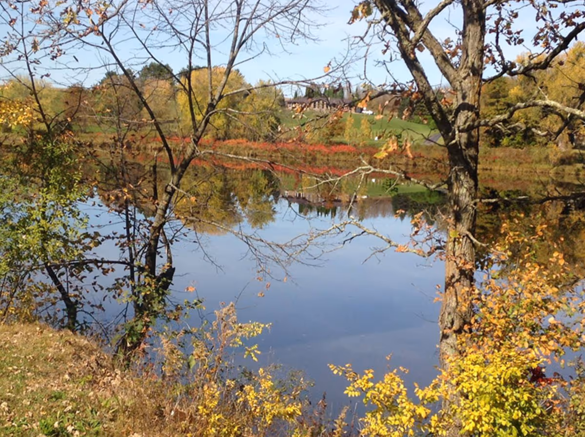 A serene outdoor scene featuring a calm body of water reflecting trees with autumn foliage in shades of yellow, orange, and green. Bare tree branches are visible in the foreground, with a grassy bank leading down to the water. In the distance, a house and more trees are visible under a clear blue sky.