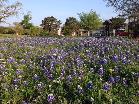 A wide field of purple wildflowers with trees and a single-story building under a clear blue sky.