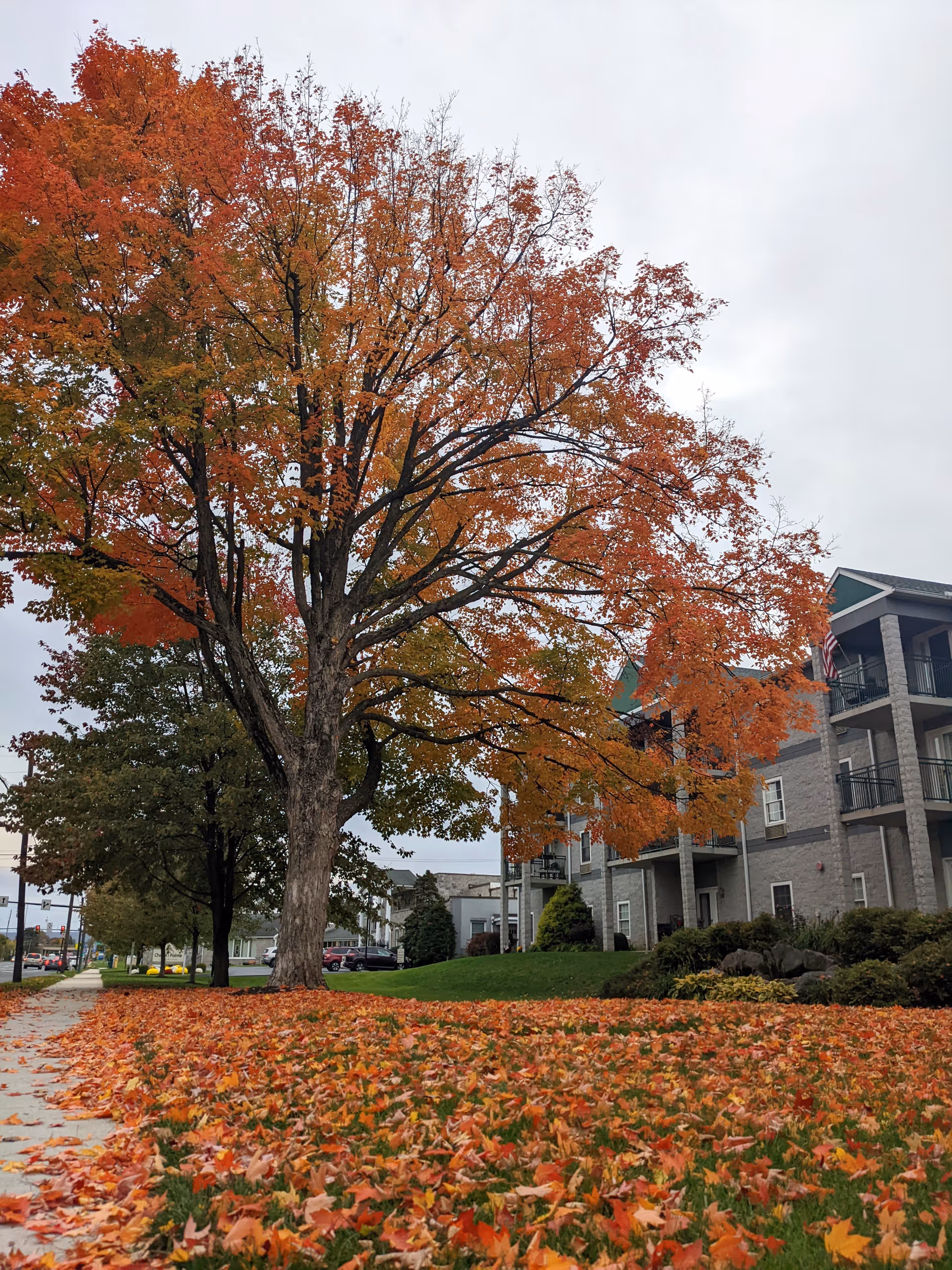 A large tree with orange and red autumn leaves stands next to a sidewalk covered with fallen leaves. In the background, there is a multi-story building with balconies and an American flag, under a cloudy sky.