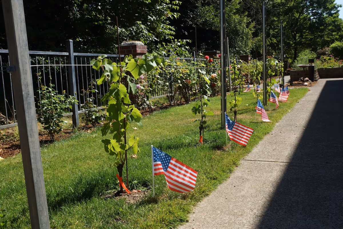 A sunlit outdoor path beside a lawn lined with young vine plants and small American flags along a sidewalk.