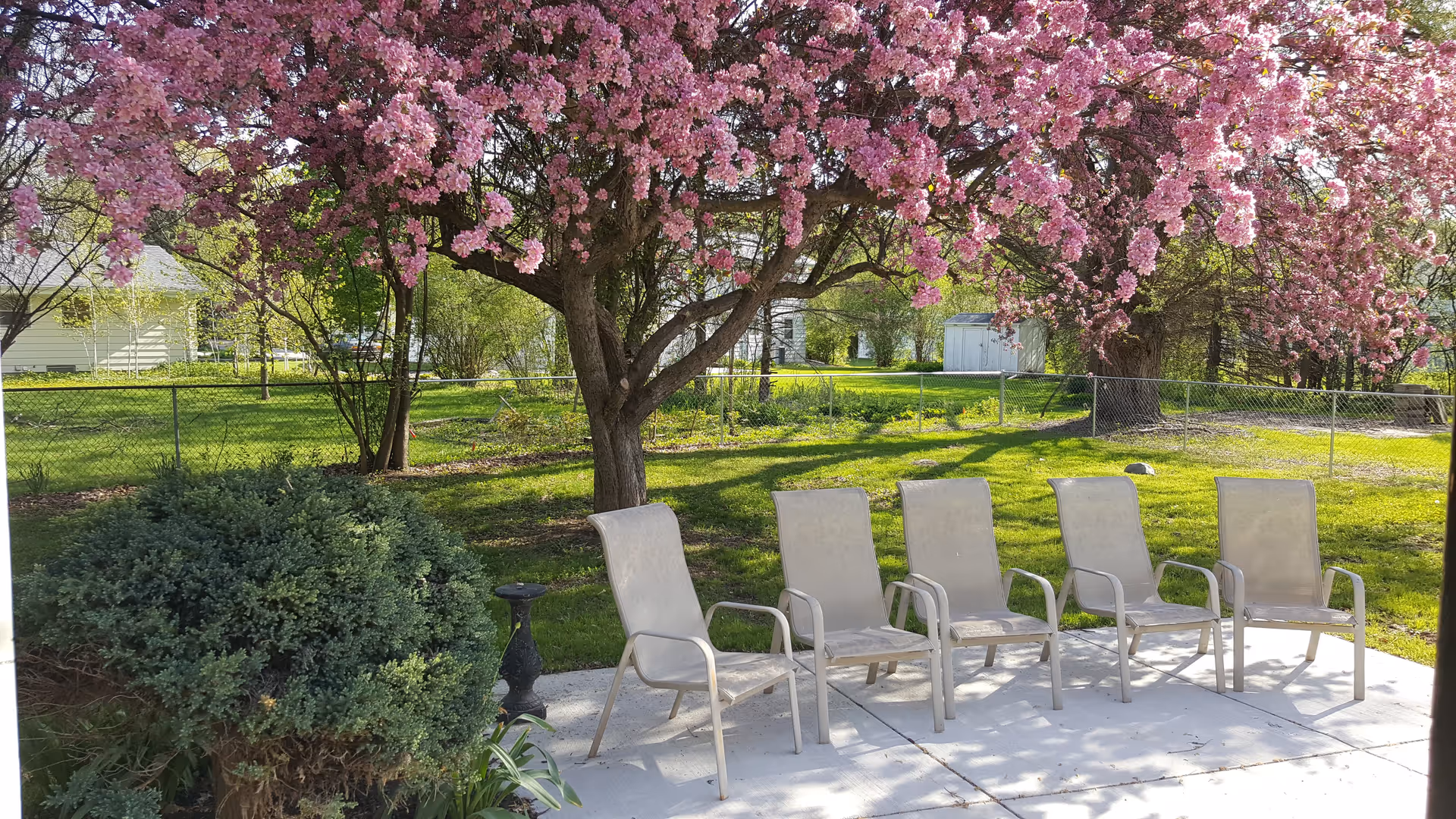 Outdoor patio area with five beige chairs arranged in a row on a concrete surface under a large tree with pink blossoms. Green grass, bushes, and a chain-link fence are visible in the background.