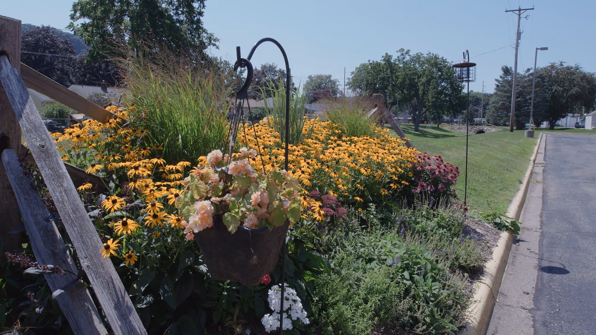 A vibrant garden bed filled with yellow and purple flowers, green grasses, and a hanging basket with light pink flowers. The garden is bordered by a wooden fence on the left and a paved road on the right, with trees and houses visible in the background under a clear blue sky.
