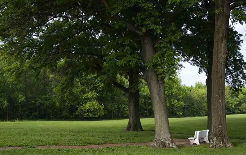 A green park-like lawn with large trees and a white bench beneath the canopy.