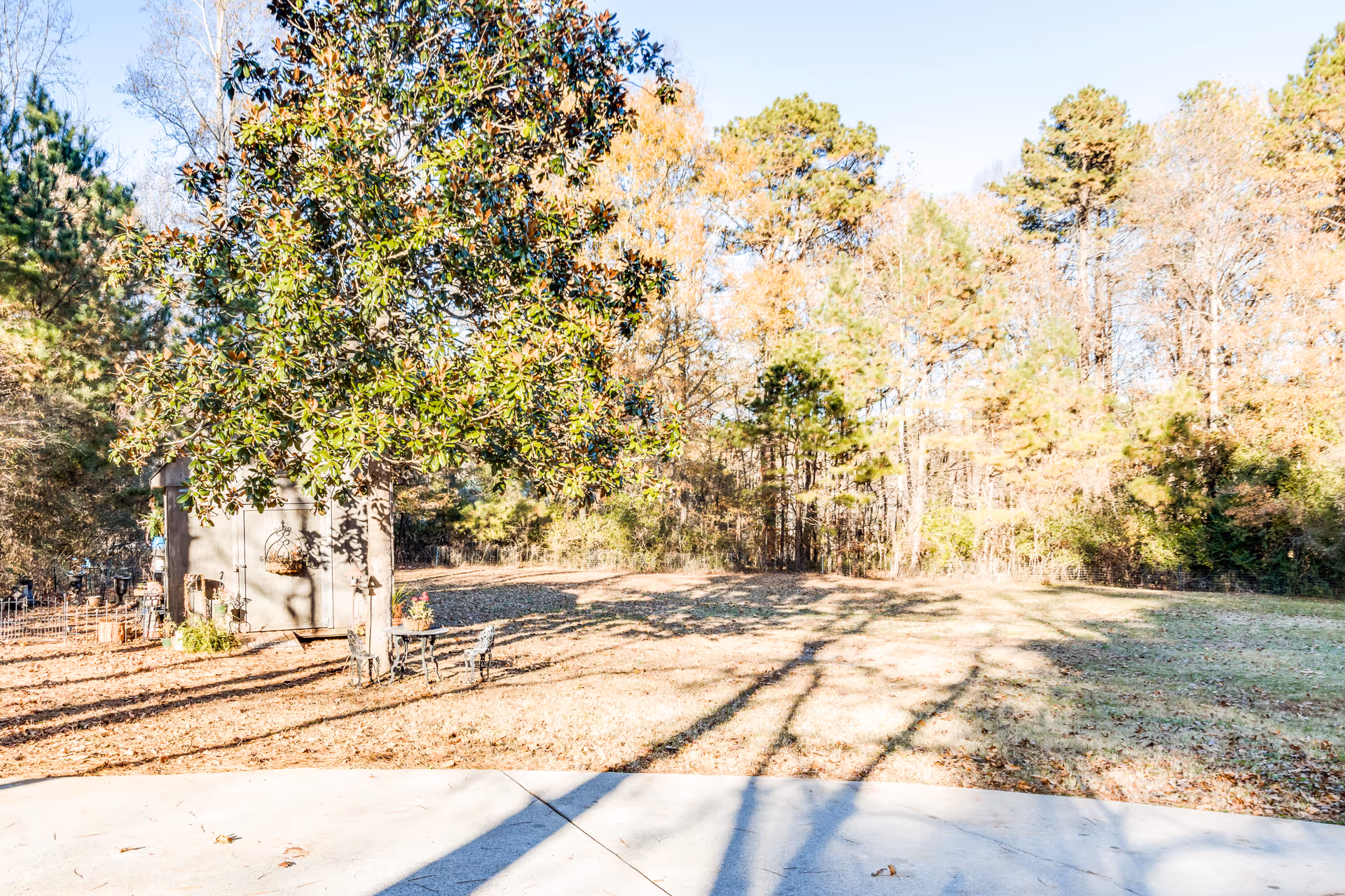 A sunny outdoor area with a large tree casting shadows on the ground, a small shed, and a metal bench surrounded by a natural landscape of trees and grass.