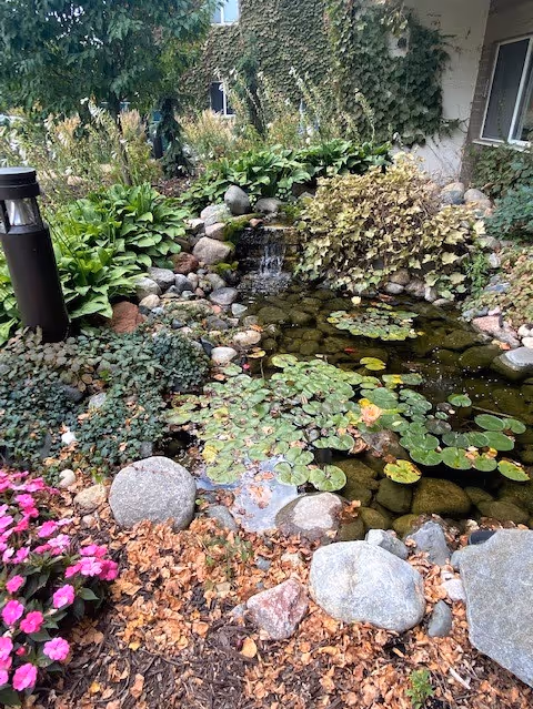 A serene outdoor garden area featuring a small pond with lily pads and a gentle waterfall surrounded by various green plants, rocks, and flowers. A building wall covered with ivy is visible in the background.