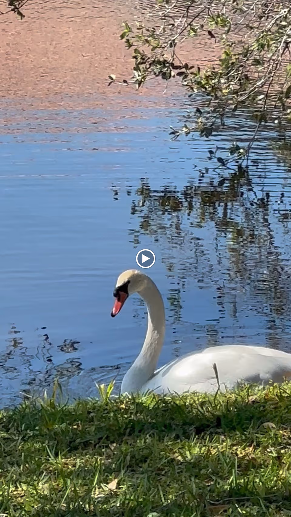 A white swan swimming near a grassy shoreline with tree branches reflected in the water.