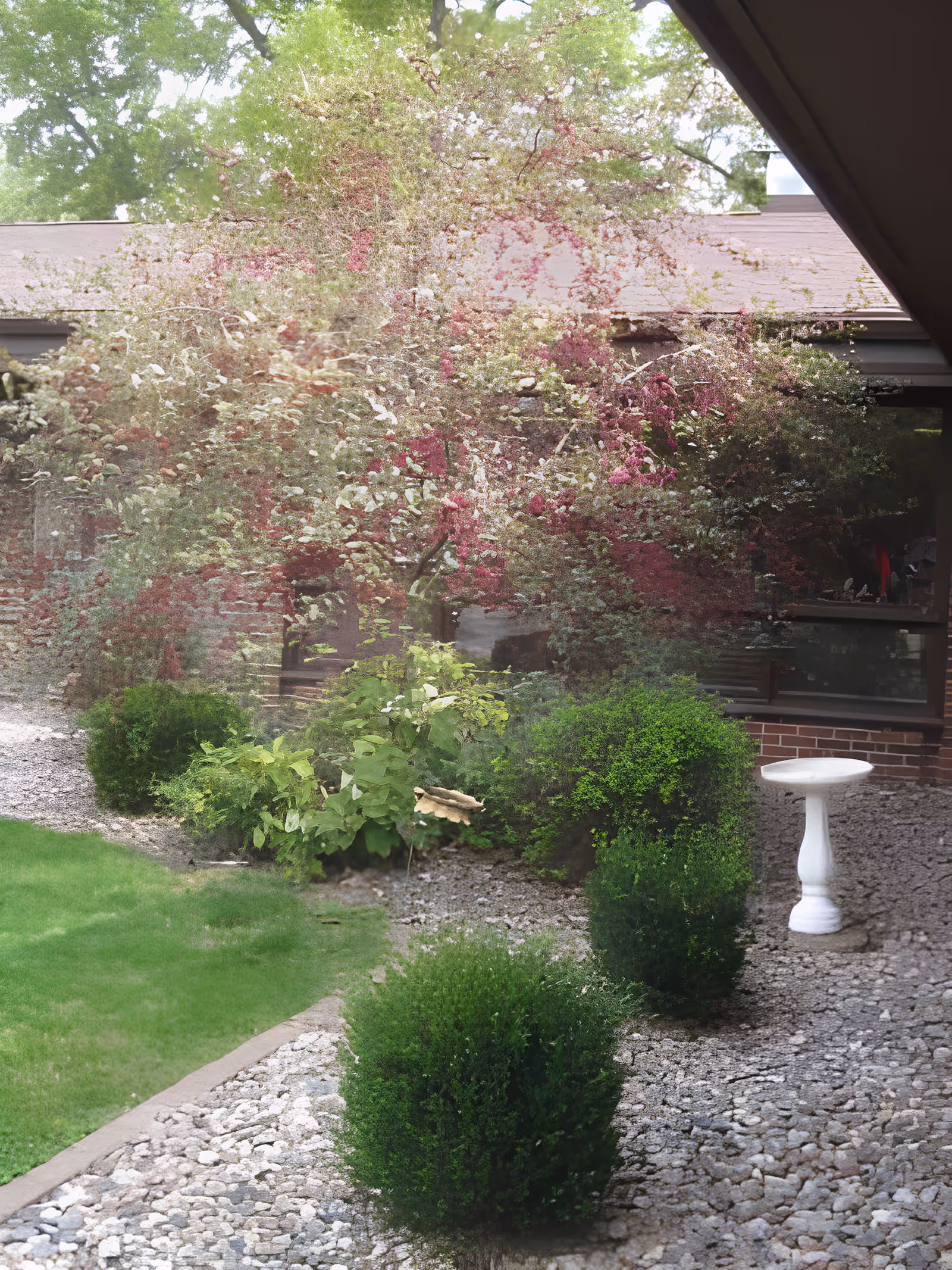 Outdoor garden area with green bushes, a small white birdbath, gravel ground, and a tree with pink blossoms in front of a brick building with large windows.