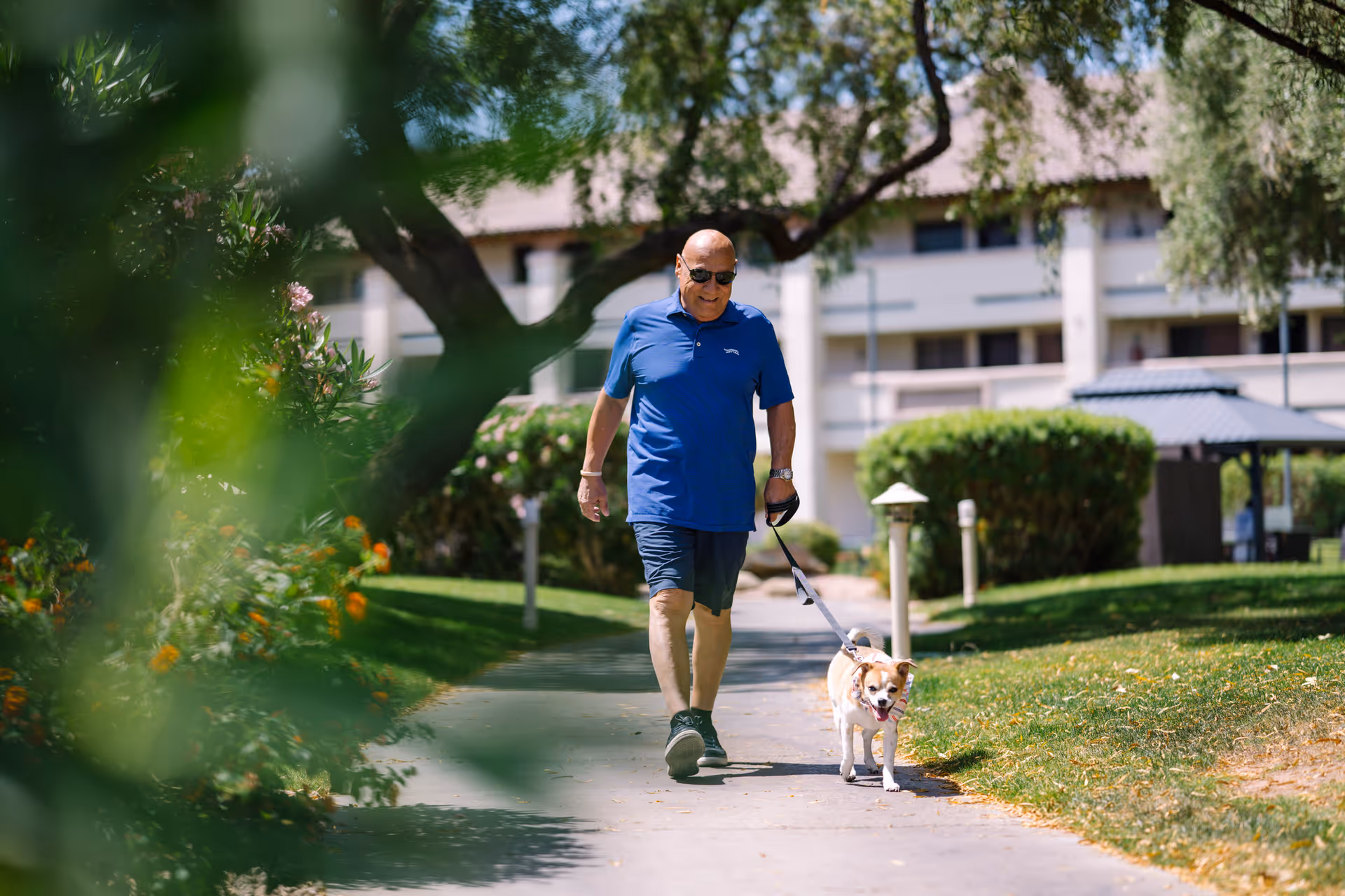 An elderly man wearing sunglasses, a blue polo shirt, and shorts is walking a small dog on a leash along a paved path in a green outdoor area with trees and bushes. In the background, there is a multi-story building and a gazebo.