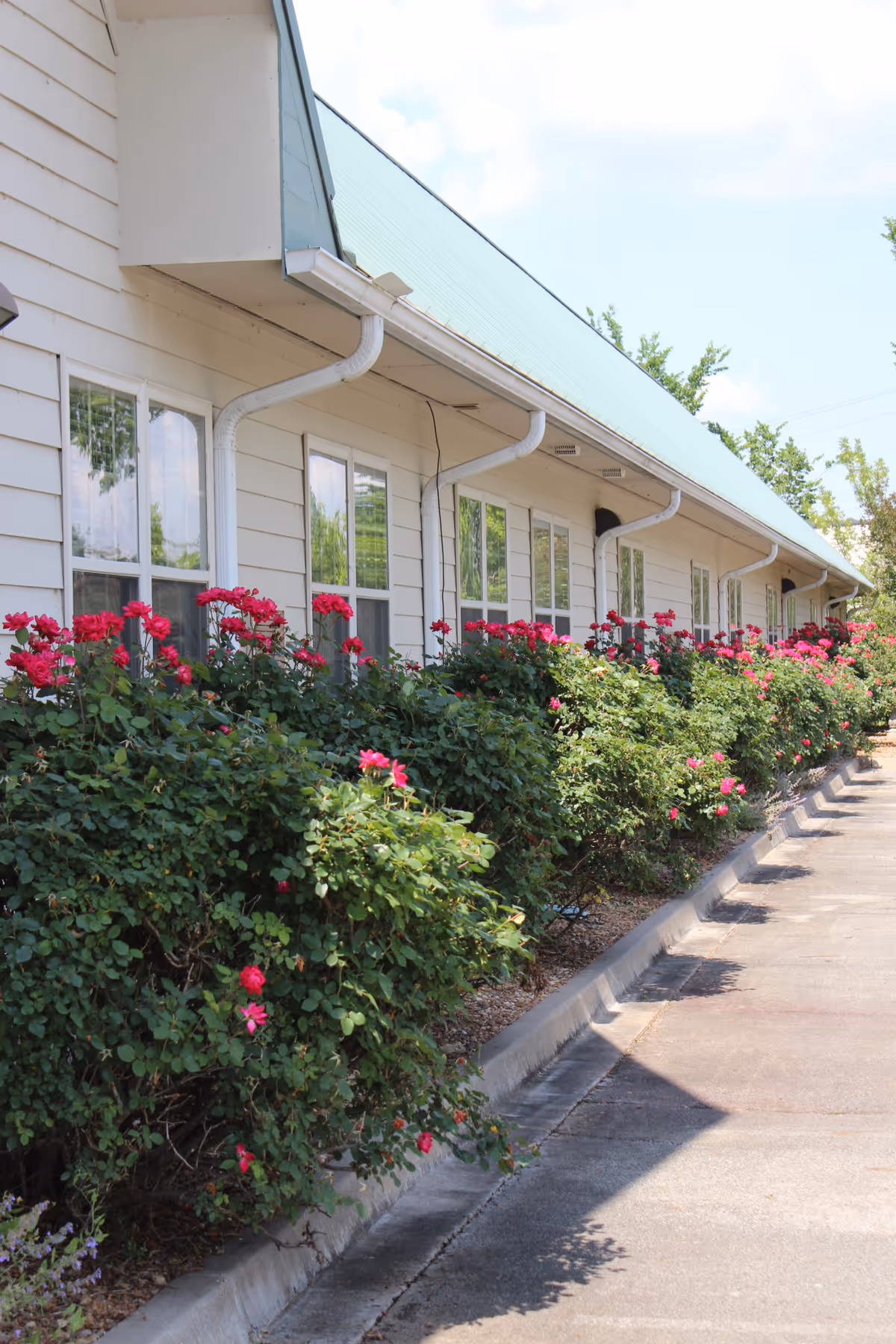 Exterior side view of a building with a green metal roof and white siding, lined with blooming pink rose bushes along a paved driveway under a partly cloudy sky.