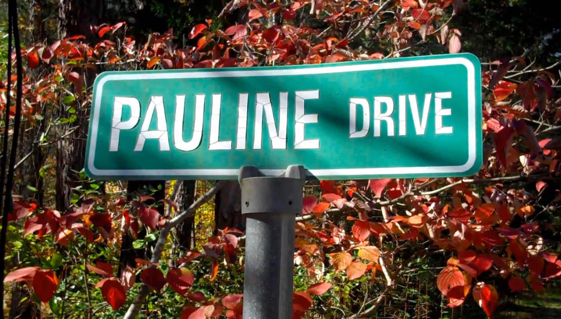A green street sign with white letters reading 'PAULINE DRIVE' mounted on a metal pole, surrounded by trees and bushes with red and green leaves.