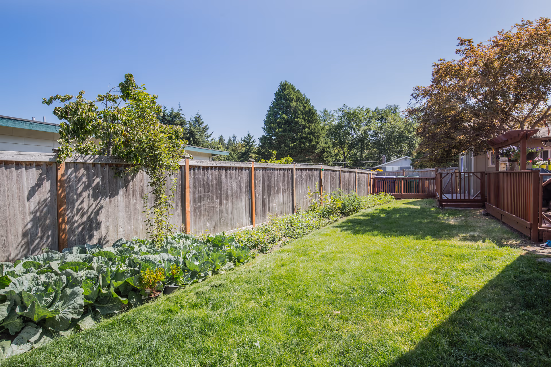 A sunny backyard with a well-maintained green lawn, a wooden fence along the left side, and a garden bed with leafy plants. There is a wooden deck with railings on the right side and trees in the background under a clear blue sky.