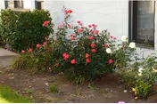 Exterior view of Bloomsburg Towers with blooming rose bushes along the building.