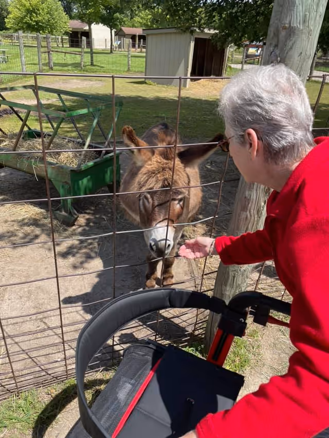 An elderly person wearing a red jacket is feeding a small brown donkey through a wire fence at an outdoor farm-like area. The person is using a walker with a black and red seat. In the background, there are green grassy areas, a green hay feeder, and small wooden animal shelters.