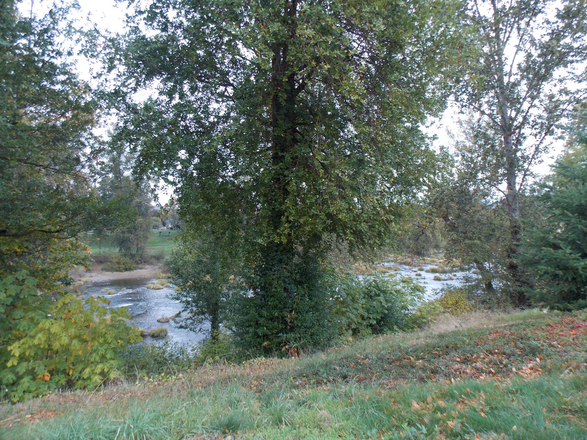 View of a grassy riverbank and flowing river framed by large trees and foliage.