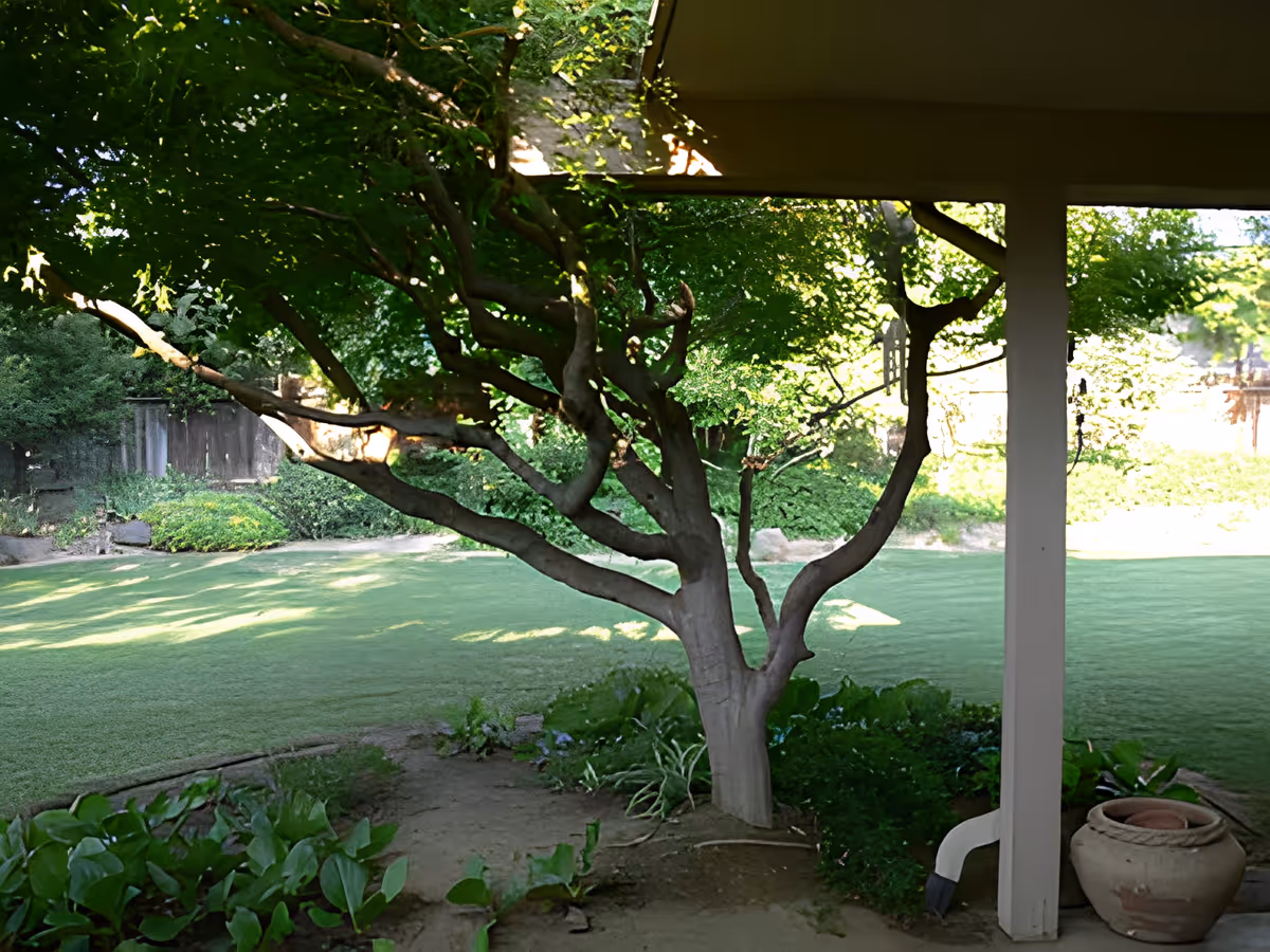 View of a shaded backyard lawn with a multi-branched tree framed by a covered patio and a potted planter.