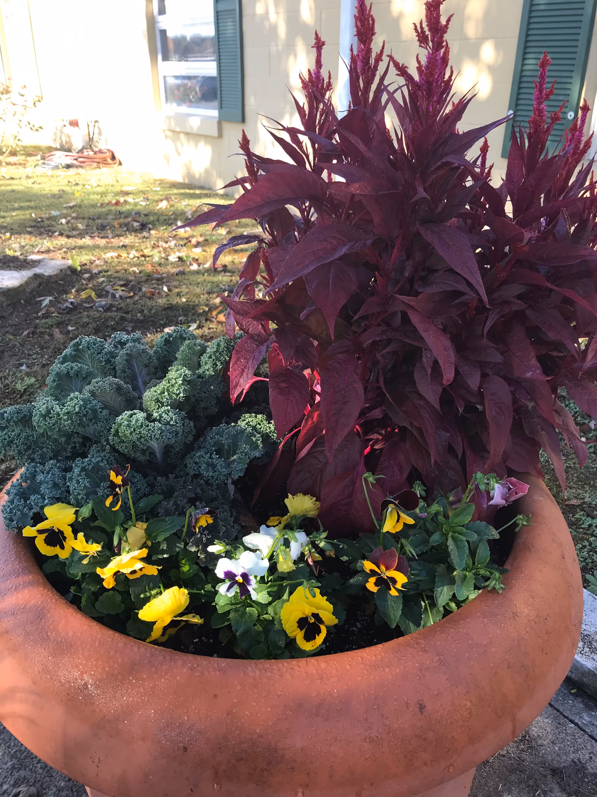 A large terracotta planter filled with various plants including dark purple foliage, green leafy kale, and yellow and white pansy flowers. The planter is outdoors on a paved surface with grass and a building with green shutters visible in the background.