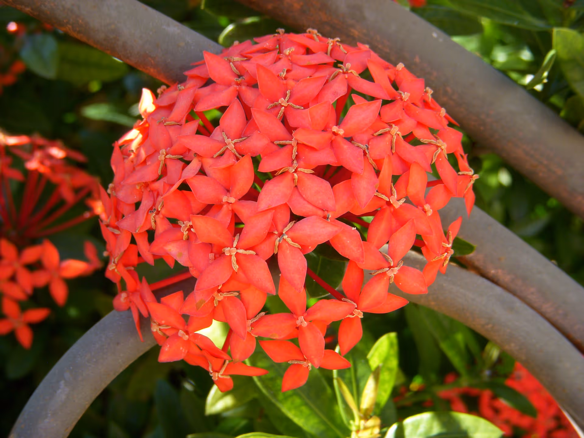 Close-up of a vibrant cluster of small red flowers with star-shaped petals surrounded by green leaves and a curved metal structure in the background.