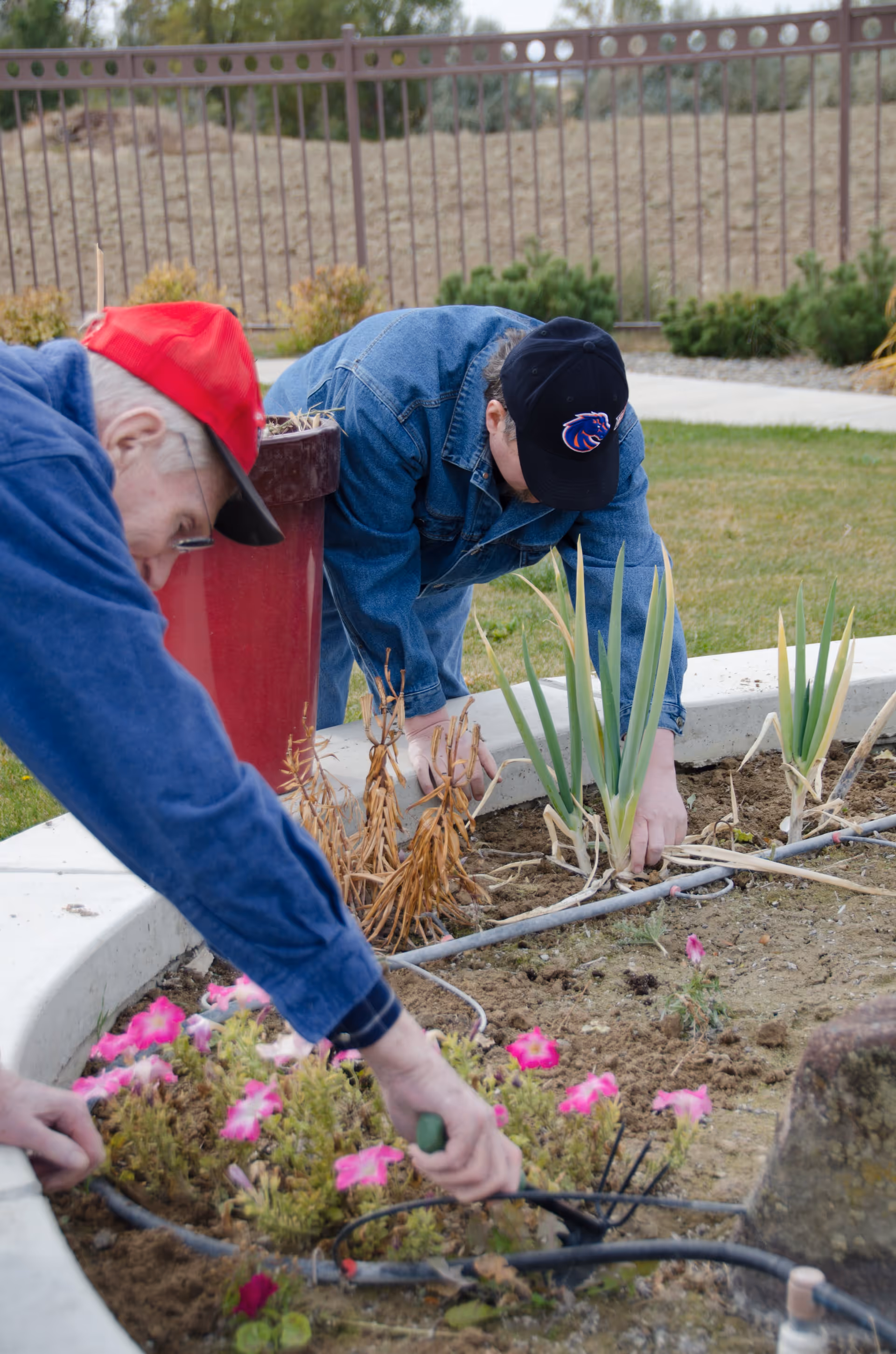 Two elderly men gardening in an outdoor flower bed with pink flowers and green plants, surrounded by a concrete border and a metal fence in the background.