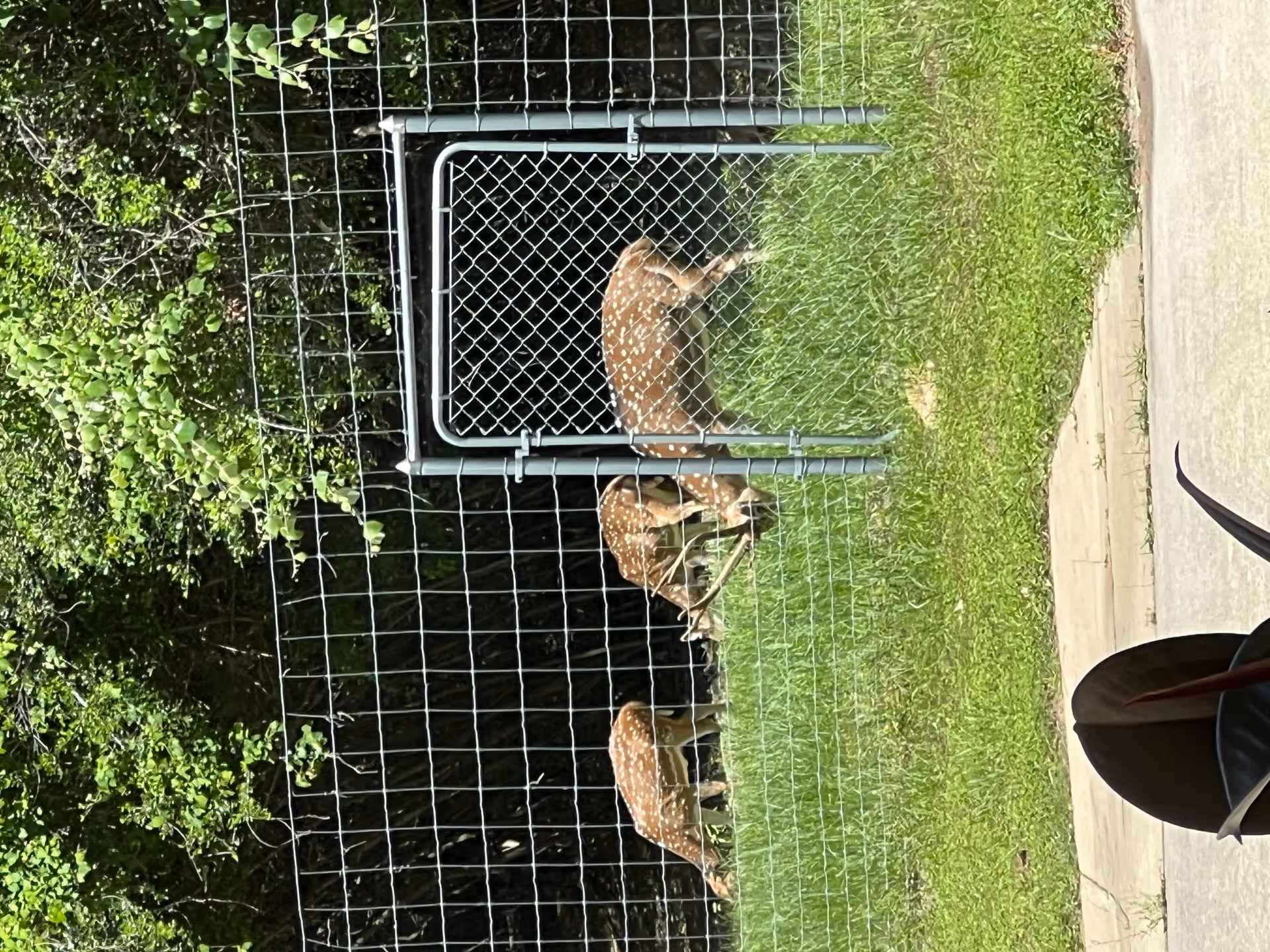Three spotted deer grazing on green grass behind a metal wire fence with a gate, with dense green trees in the background.
