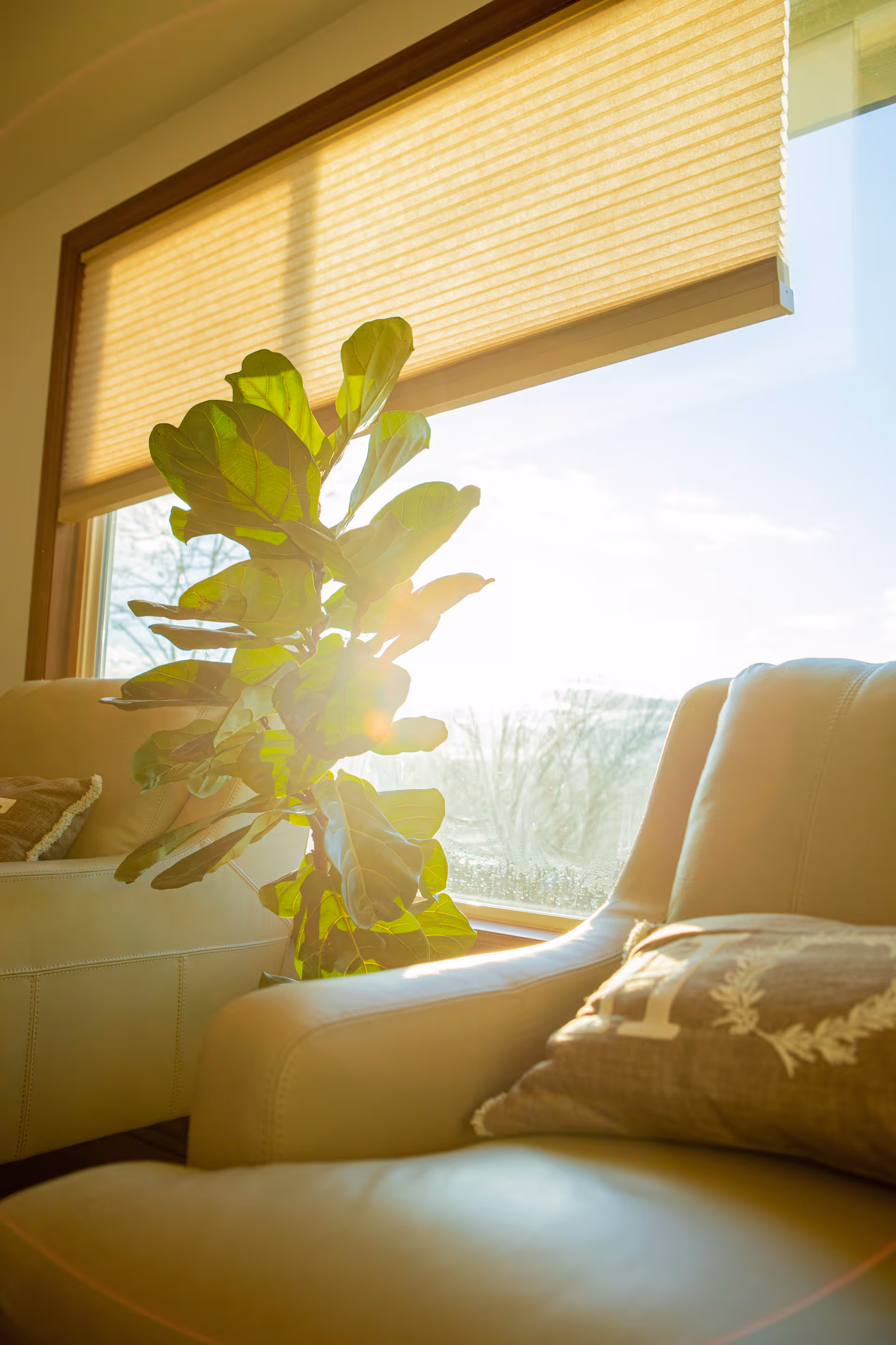 Sunlight streaming through a window with a beige shade partially drawn, illuminating a green leafy plant placed between two beige leather armchairs, one of which has a decorative pillow.