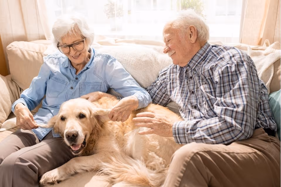 An elderly woman and man sitting on a beige couch smiling and playing with a large golden retriever dog lying between them in a cozy, well-lit living room.