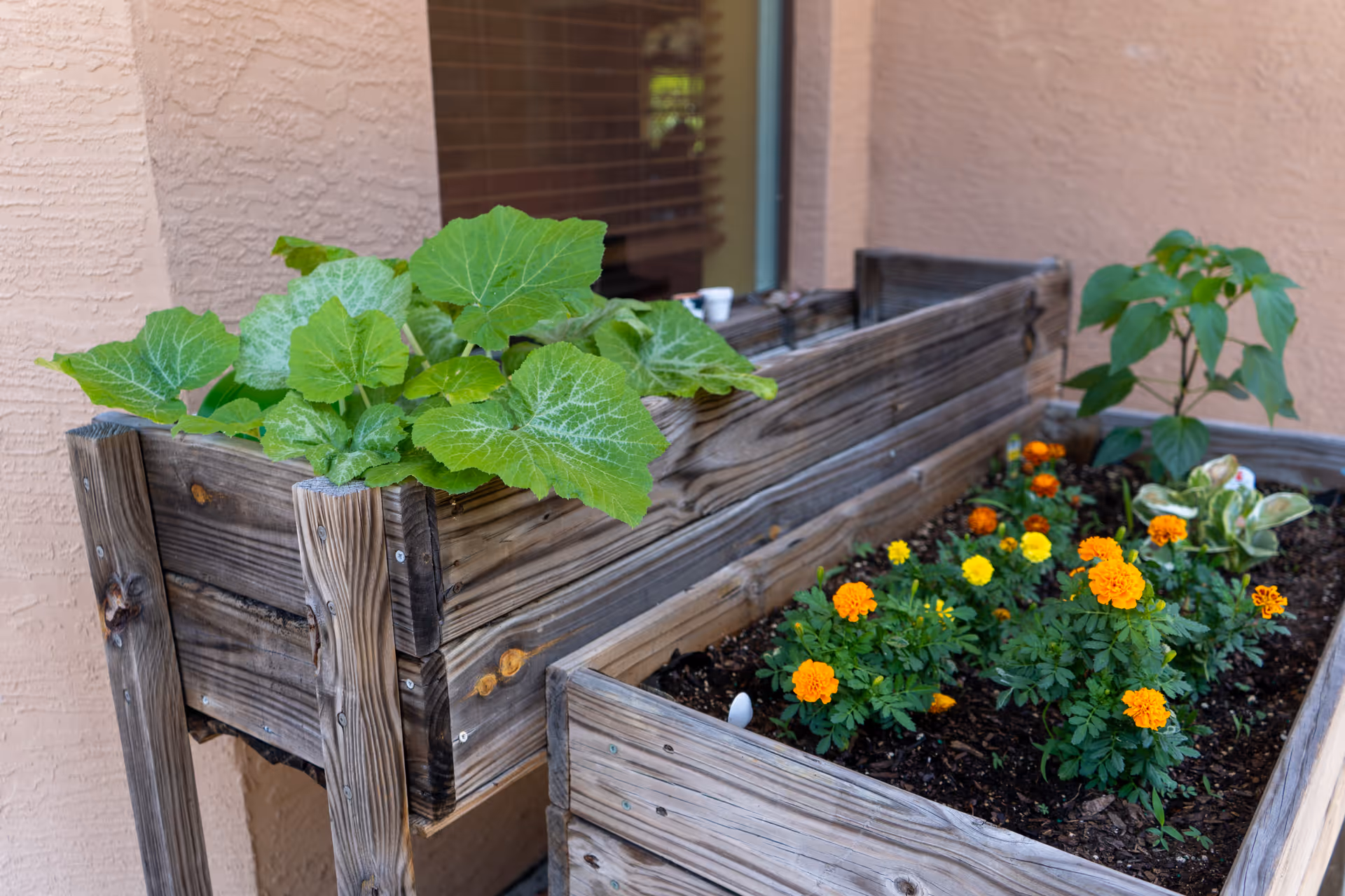 Two wooden raised garden beds with various plants growing in them, including large green leaves and orange and yellow flowers, placed against a peach-colored stucco wall with a window in the background.