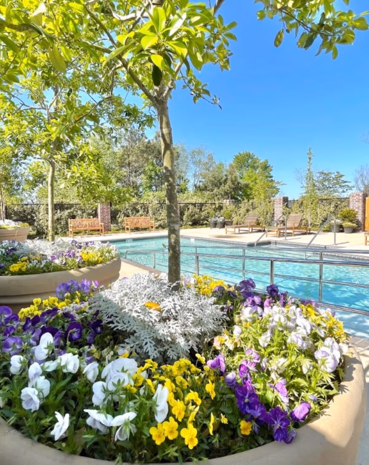 Outdoor area with a swimming pool surrounded by a metal handrail, colorful flower beds with purple, white, and yellow flowers, trees, wooden benches, and lounge chairs under a clear blue sky.