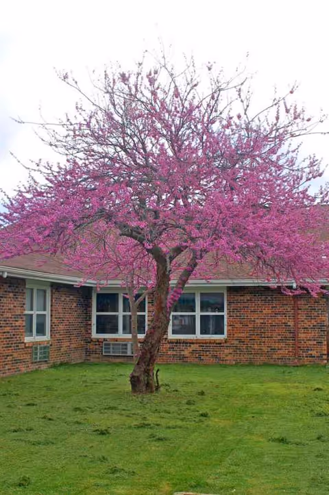 Pink flowering tree beside a brick senior living facility with green lawn.
