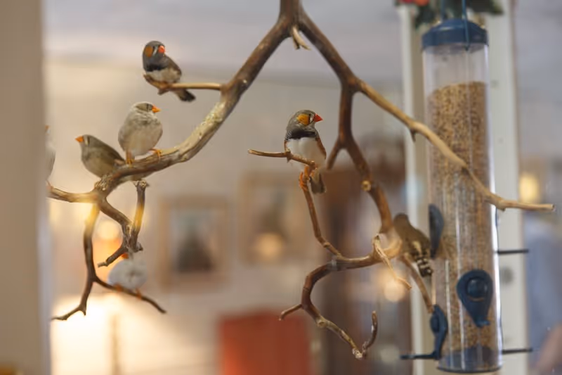Several small birds perched on a decorative branch inside a room, with a bird feeder filled with seeds visible in the background and a softly lit interior space beyond.