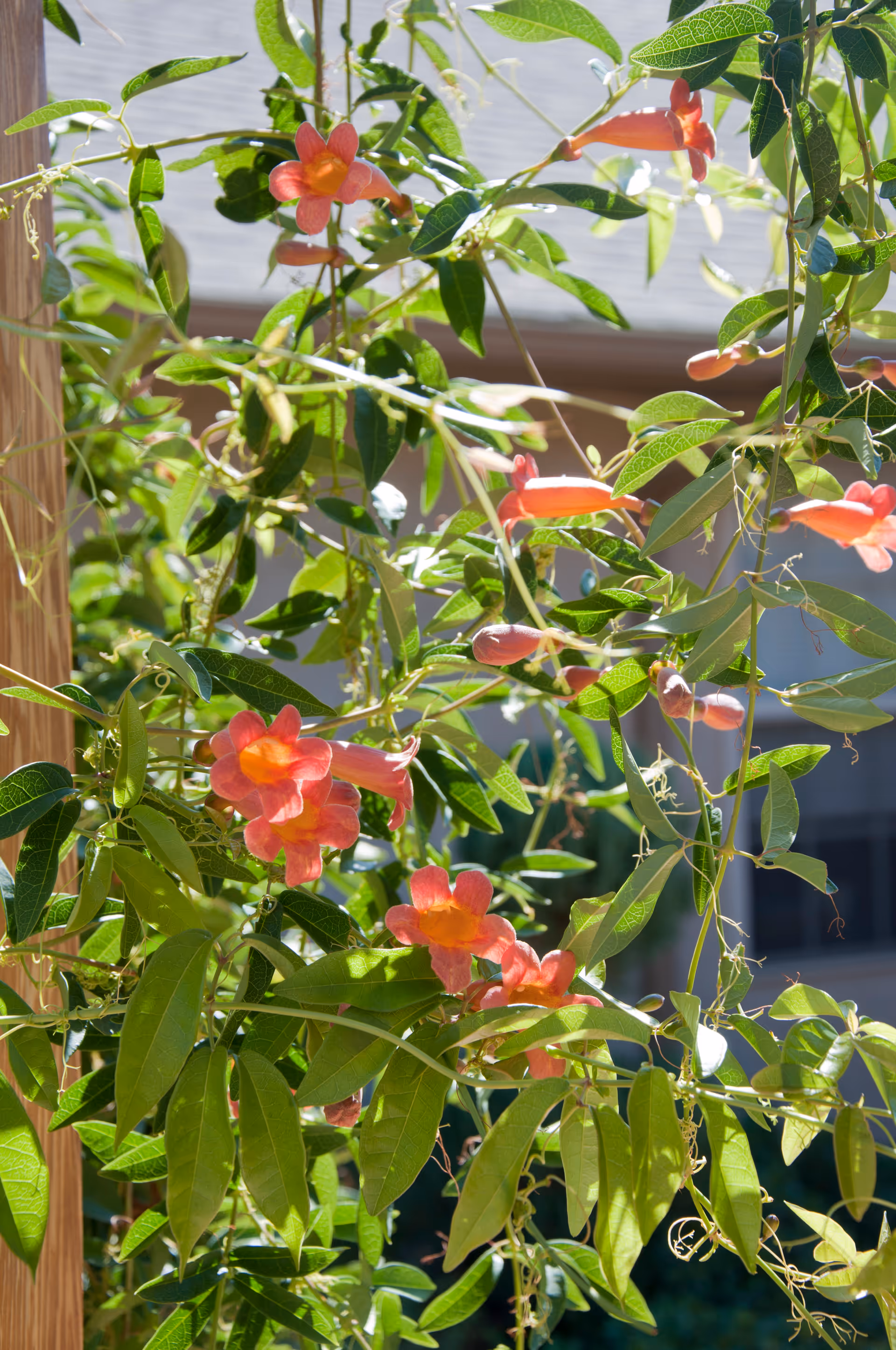 Close-up view of vibrant orange trumpet-shaped flowers and green leaves growing on a vine with sunlight filtering through, with a blurred building roof in the background.