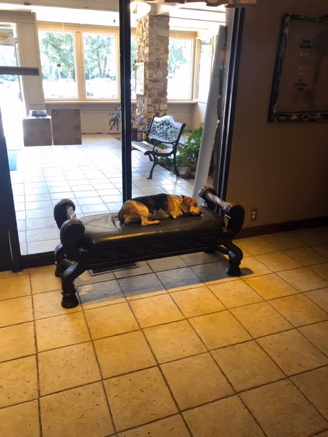 A small dog is sleeping on a dark wooden bench with a cushioned seat inside a tiled room. Behind the bench is a glass door leading to a sunlit area with large windows, a stone pillar, a decorative metal bench, and some plants.