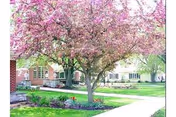 A blooming tree with pink flowers in a green lawn area with a sidewalk leading past residential buildings in the background.