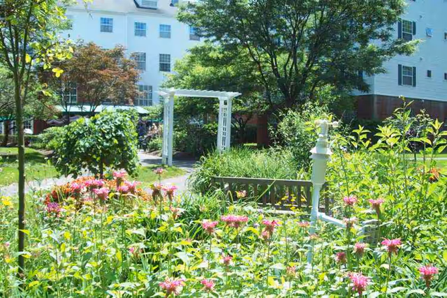 Sunlit courtyard garden with pink flowers, a white arbor, and the senior living building in the background.