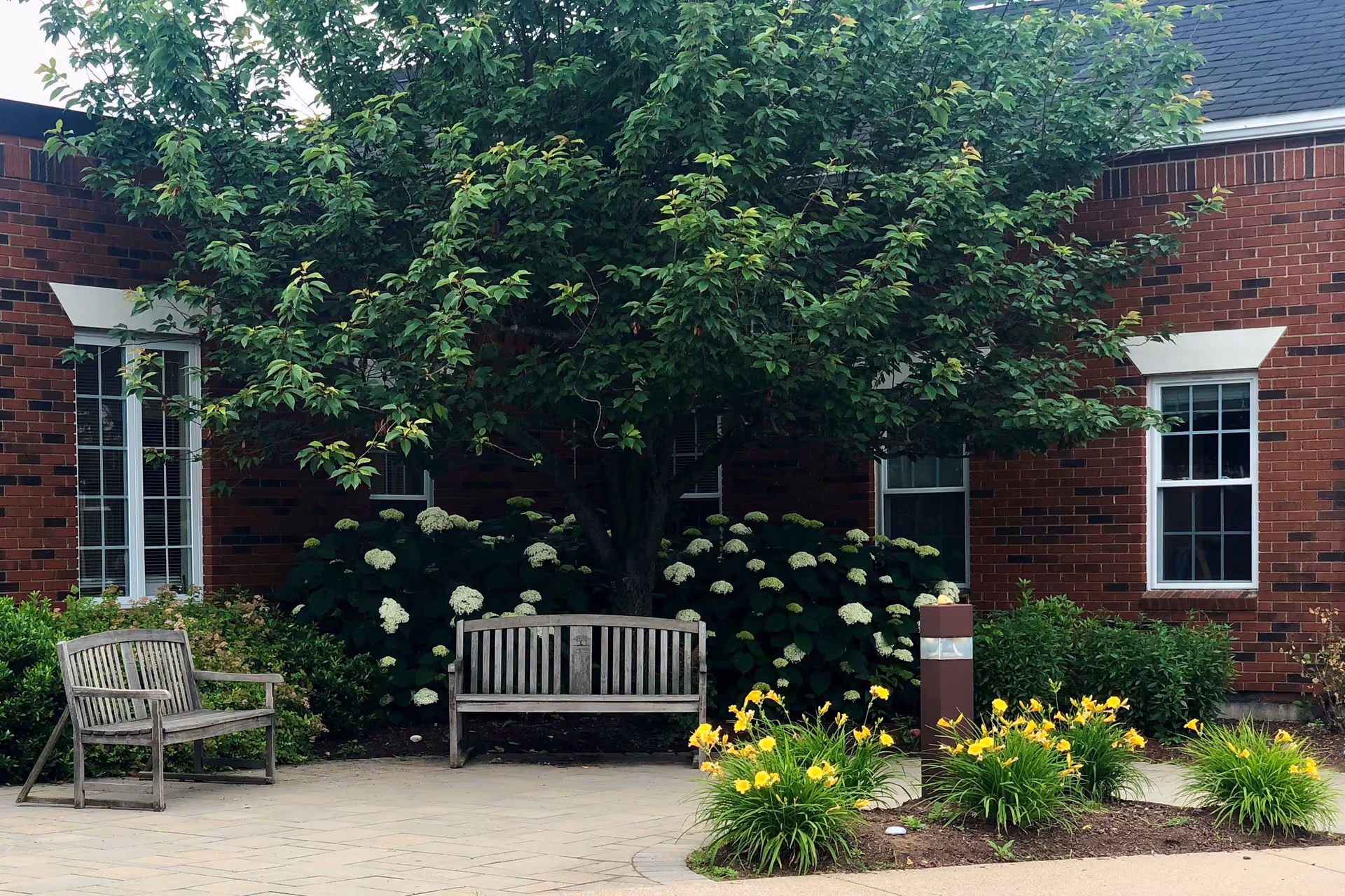Outdoor seating area with two wooden benches placed on a paved surface in front of a brick building. There is a large leafy tree and flowering bushes with white and yellow flowers surrounding the benches.