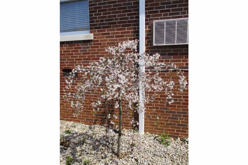 A small tree with white blossoms planted in a bed of rocks in front of a red brick building with a window and an air conditioning unit.