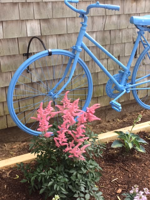 A blue-painted bicycle mounted against a shingled exterior wall with pink flowering plants in a mulch bed in front.