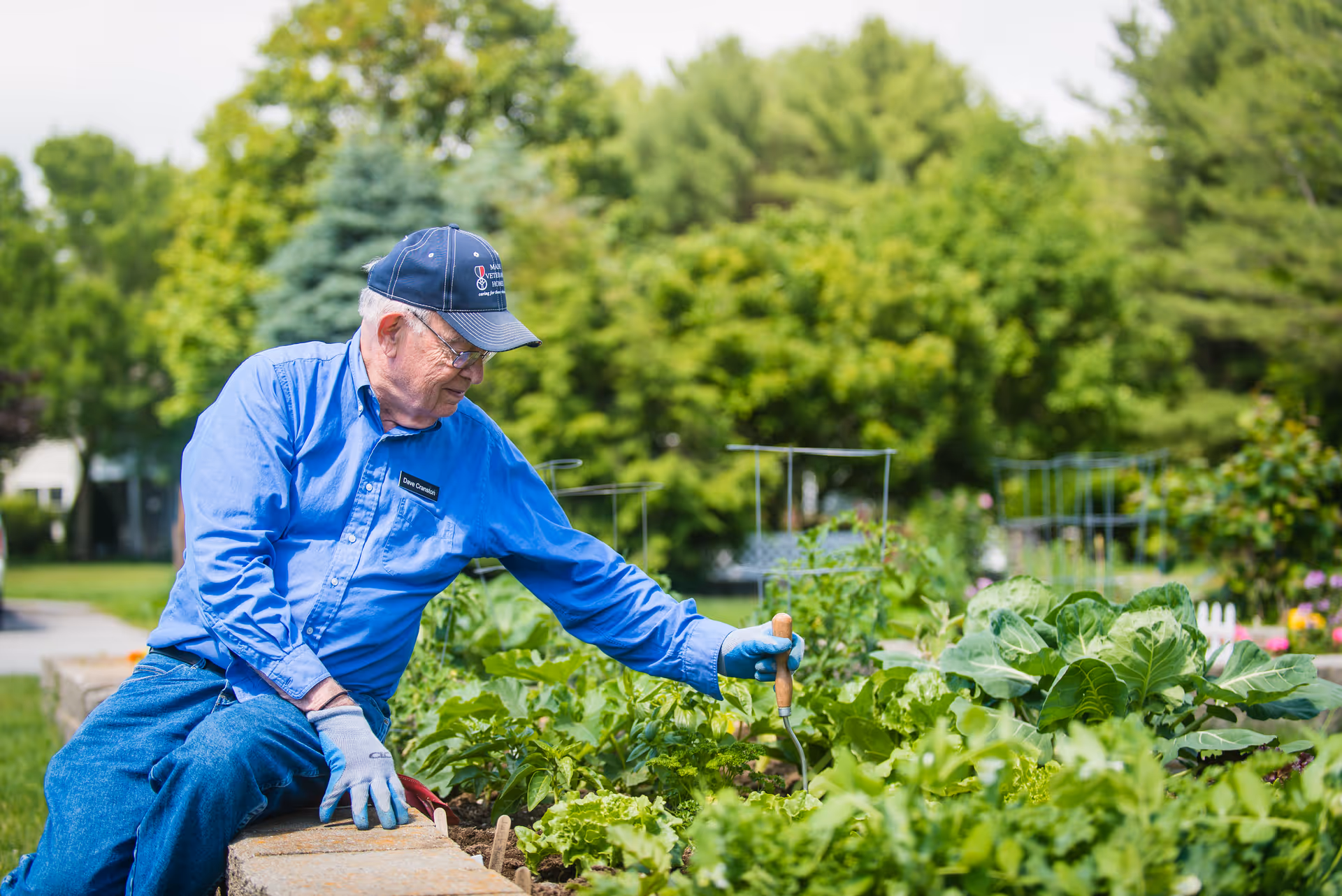An elderly man wearing a blue shirt, blue jeans, gloves, and a navy cap is gardening outdoors. He is tending to a raised garden bed filled with various green leafy plants and vegetables. The background shows lush green trees and a bright, sunny day.